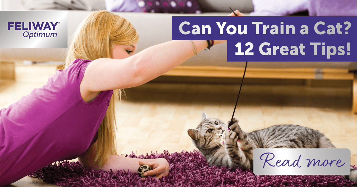 can-you-train-a-cat-12-great-tips